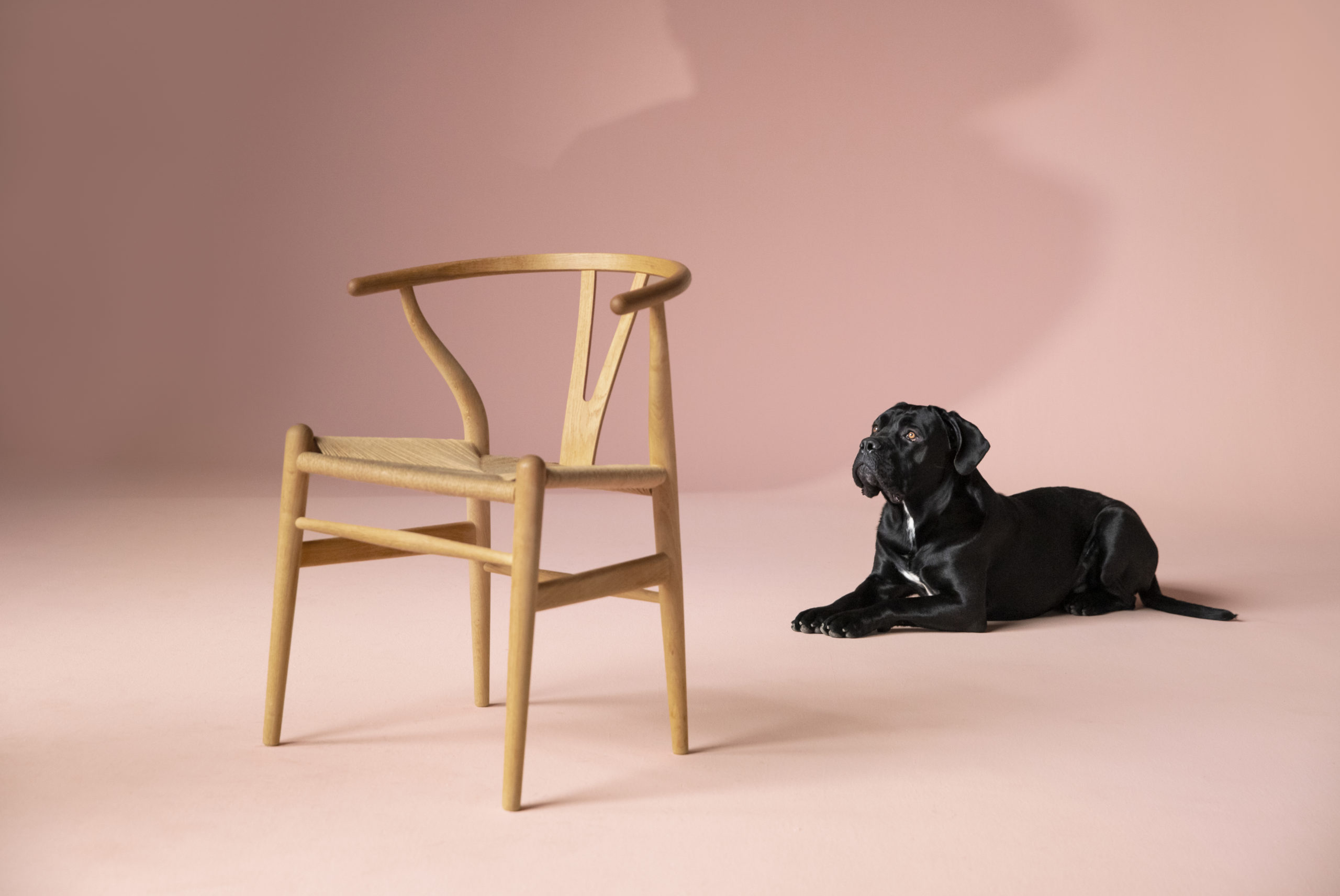 Elvis är en av de hundar som fått ett nytt hem, när husse gått bort.